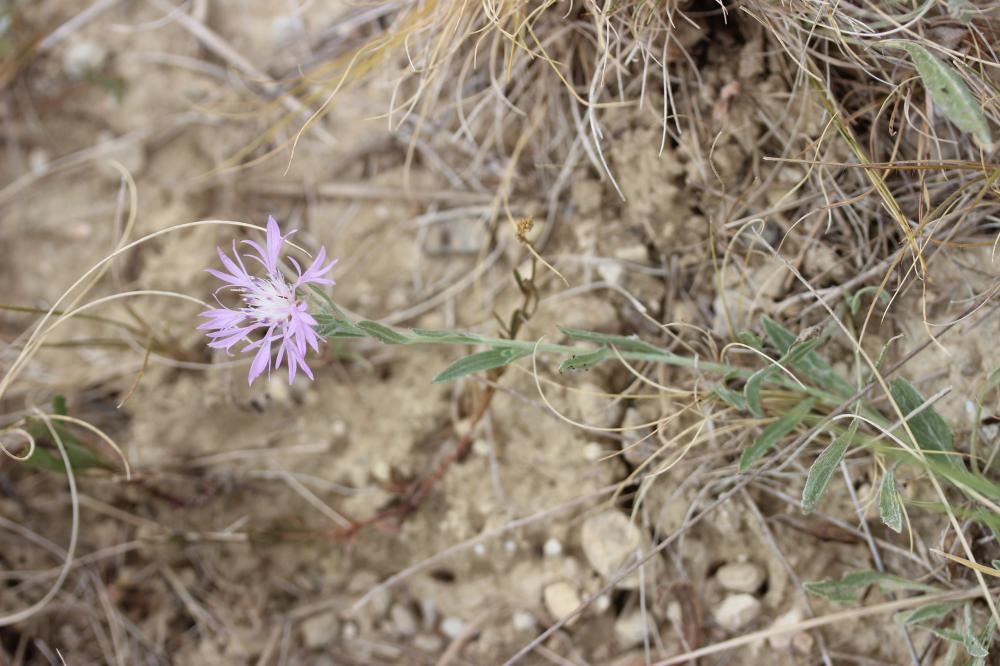 Centaurée de Timbal-Lagrave Centaurea jacea subsp. timbalii (Martrin-Donos) Braun-Blanq., 1952