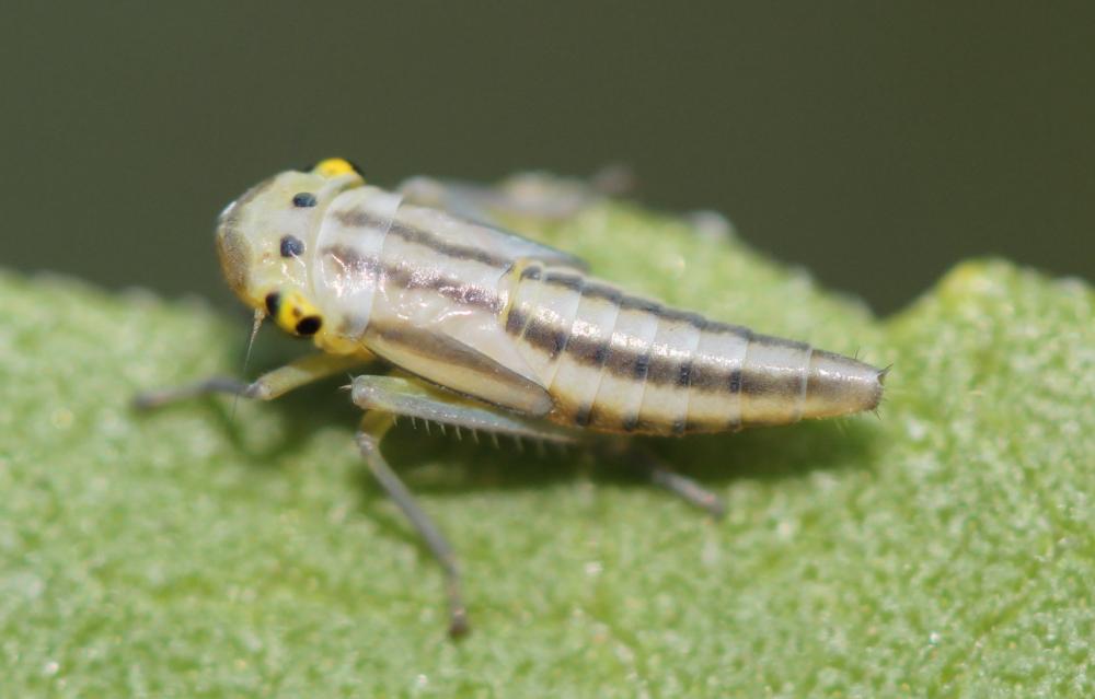 Cicadelle verte Cicadella viridis (Linnaeus, 1758)