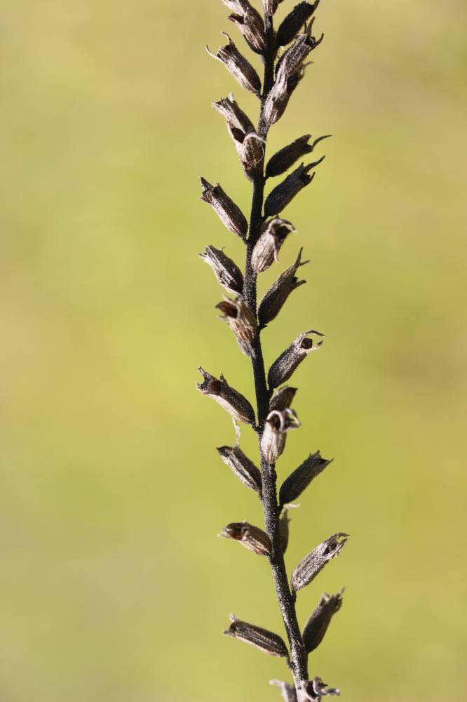 Bartsie visqueuse Parentucellia viscosa (L.) Caruel, 1885