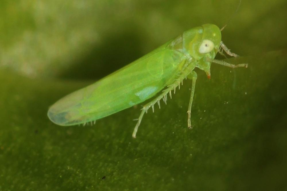 Empoasca decipiens Paoli, 1930