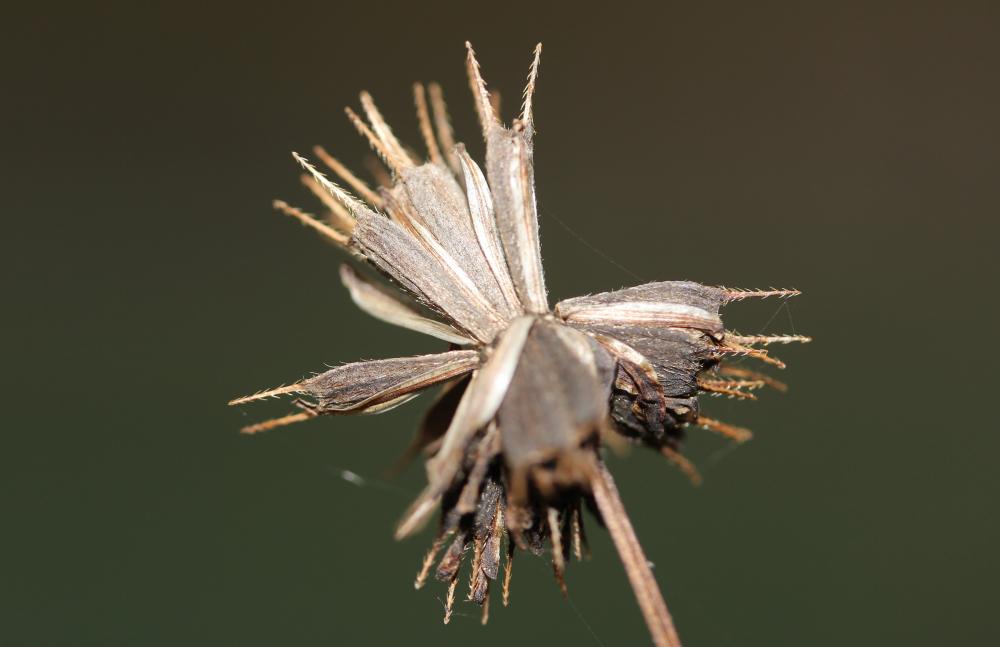 Bident feuillé, Bident à fruits noirs, Bident feui Bidens frondosa L., 1753