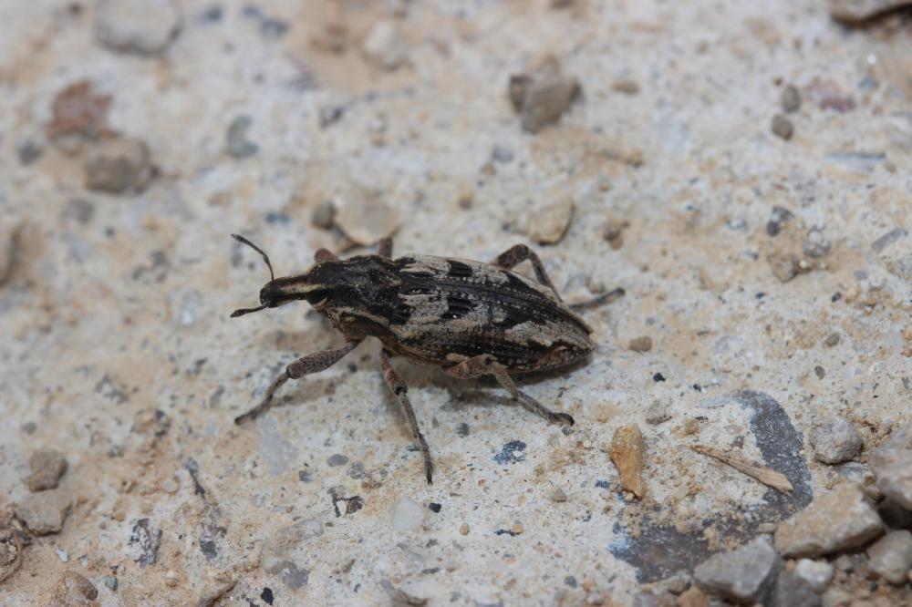 Cléone excorié Coniocleonus excoriatus (Gyllenhal, 1834)