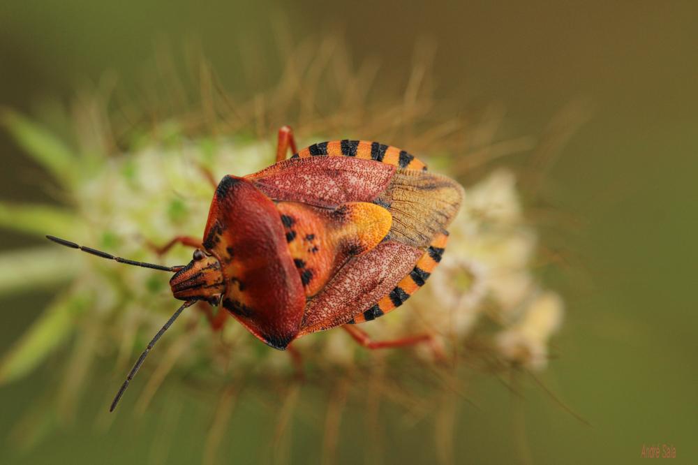 Carpocoris pudicus (Poda, 1761)