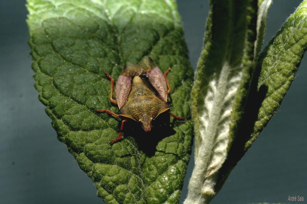  Carpocoris mediterraneus atlanticus Tamanini, 1959