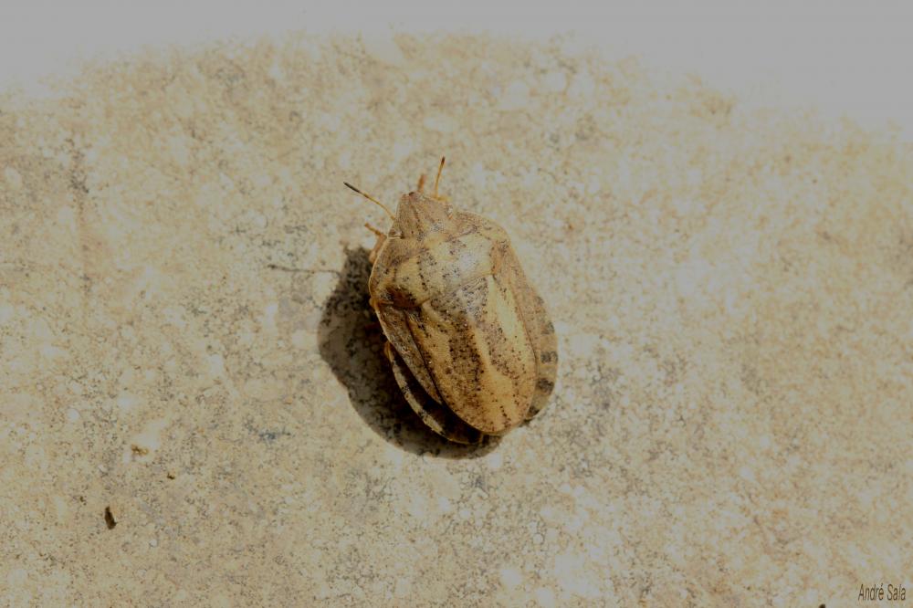 Eurygaster maura (Linnaeus, 1758)