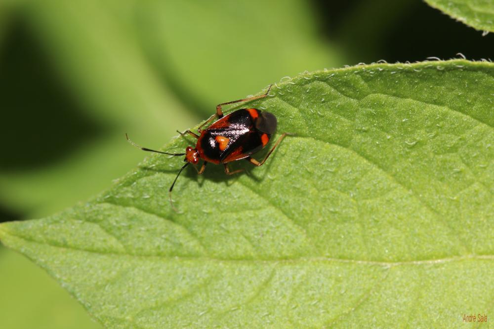  Deraeocoris ruber (Linnaeus, 1758)
