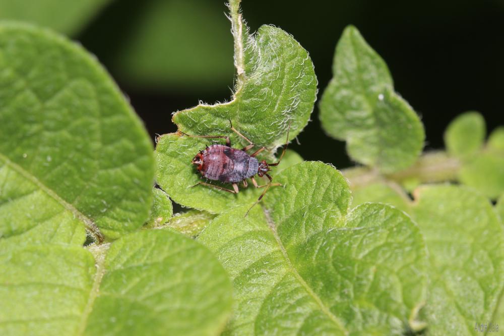  Deraeocoris ruber (Linnaeus, 1758)