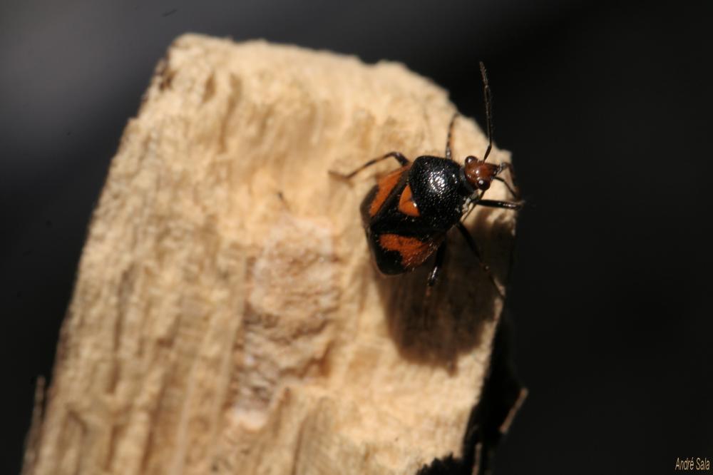  Deraeocoris schach (Fabricius, 1781)