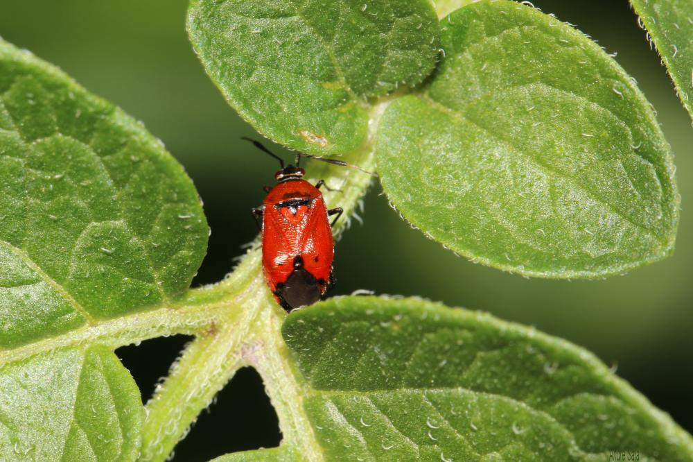  Deraeocoris Kirschbaum, 1856