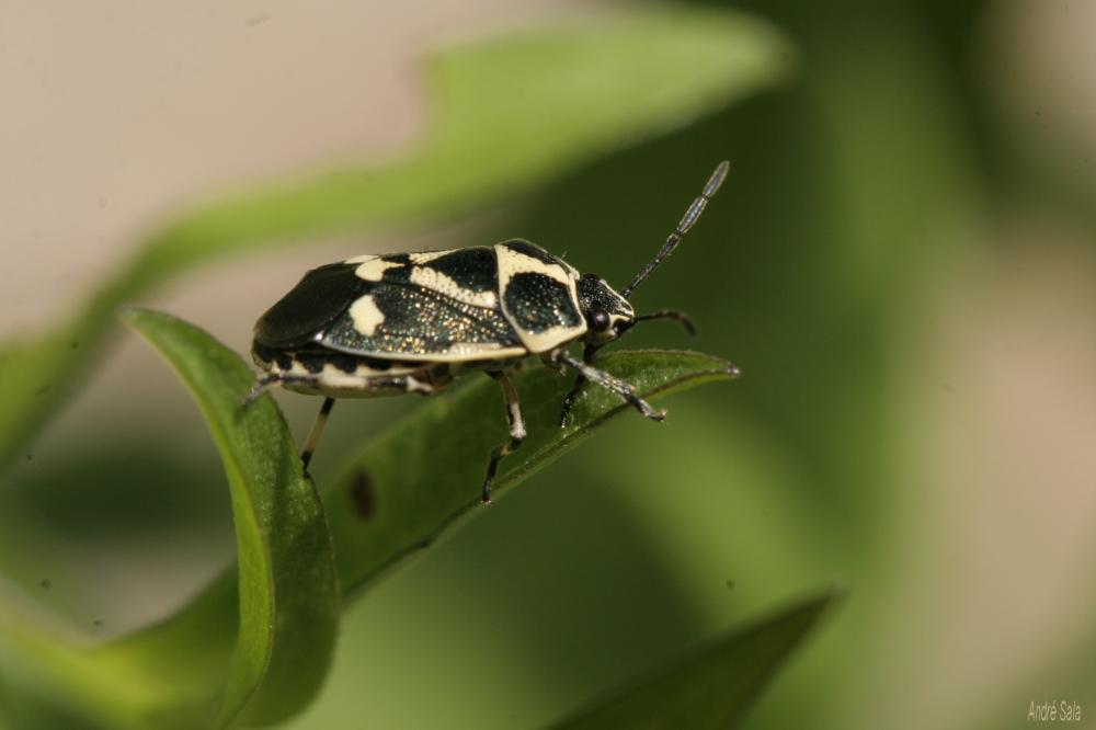 Punaise verte à raies & rouges ou blanches Eurydema oleracea (Linnaeus, 1758)