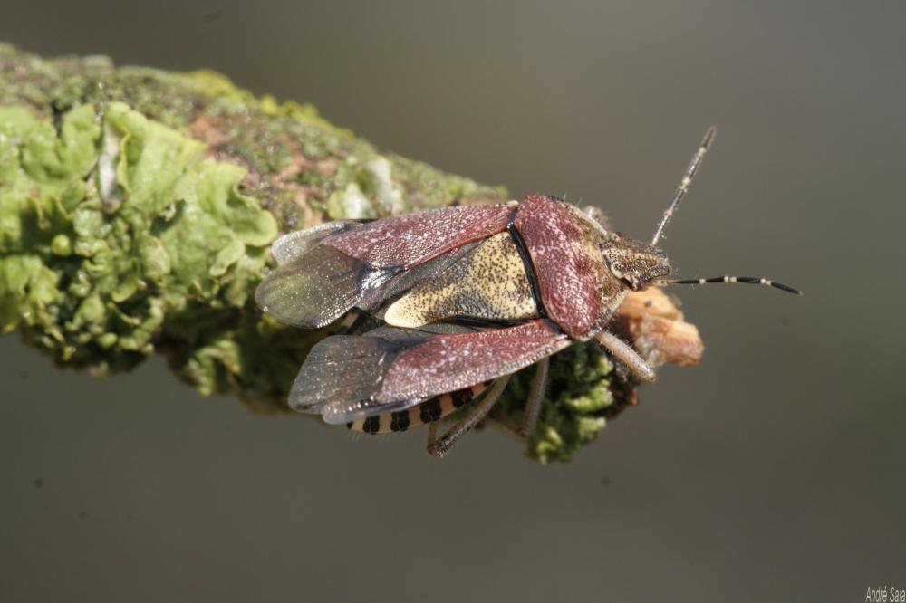 Punaise brune à antennes & bords panachés Dolycoris baccarum (Linnaeus, 1758)