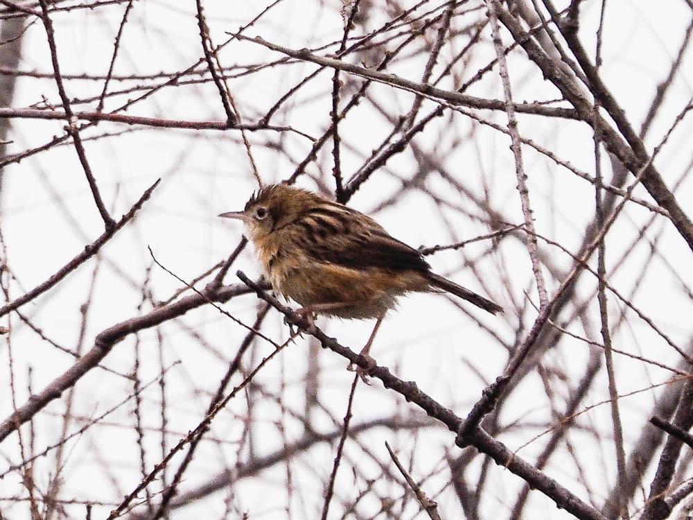 Cisticole des joncs Cisticola juncidis (Rafinesque, 1810)