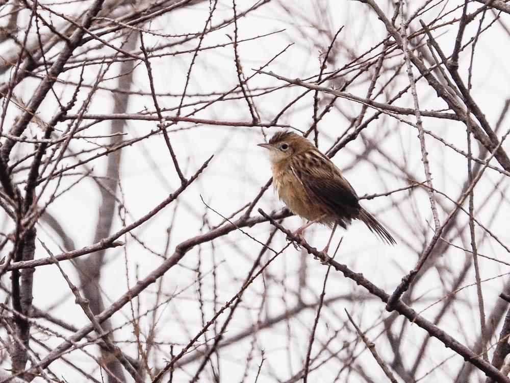 Cisticole des joncs Cisticola juncidis (Rafinesque, 1810)