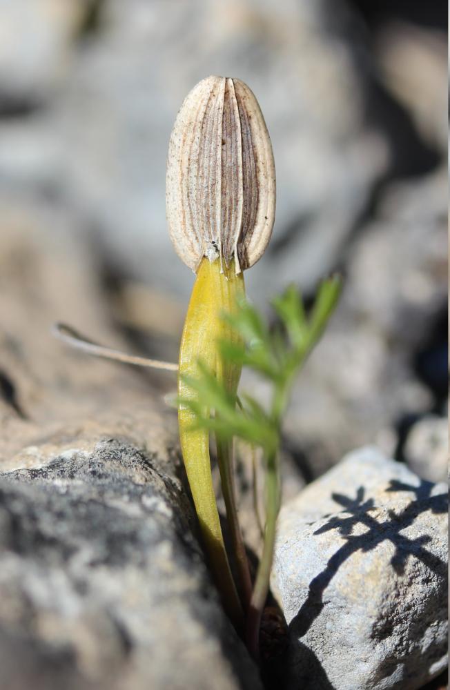 Ferule commune, Pamelier Ferula communis L., 1753