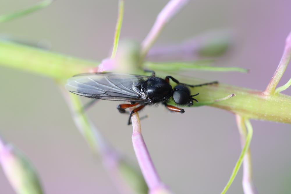 Bibio pomonae (Fabricius, 1775)