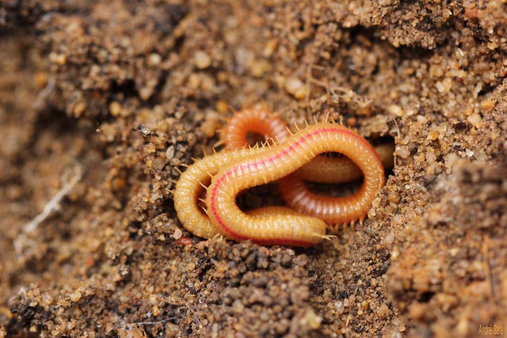 Stigmatogaster subterranea (Shaw, 1794)