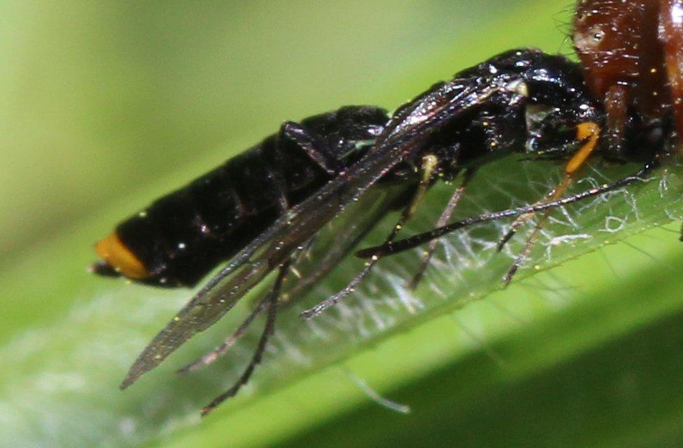  Calameuta haemorrhoidalis (Fabricius, 1781)