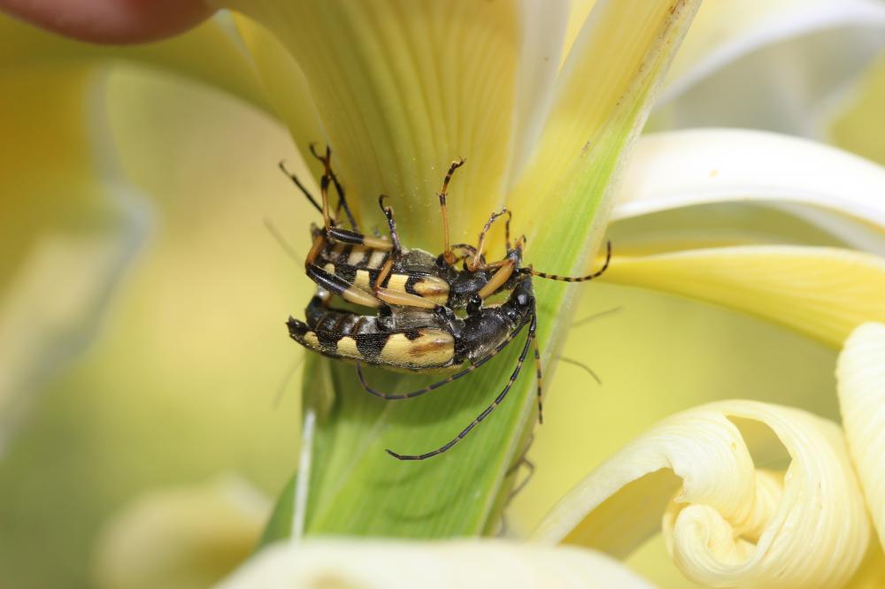 Lepture tacheté (Le) Rutpela maculata (Poda, 1761)