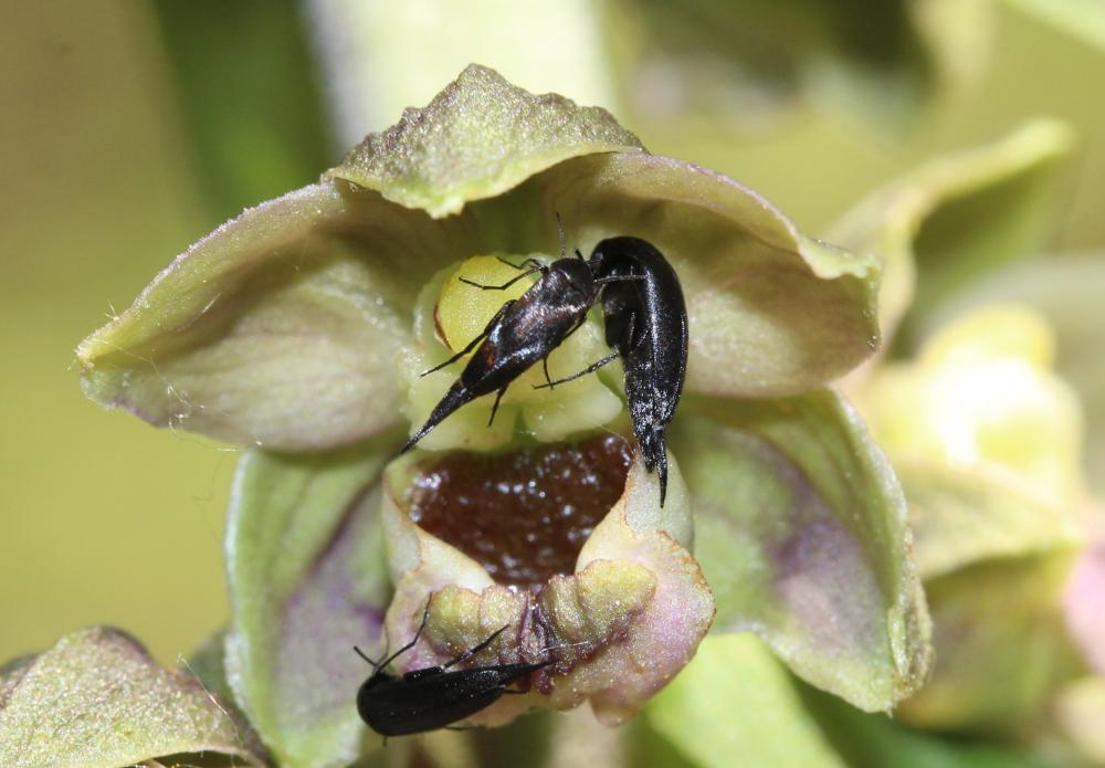 Le  sp. Mordellidae Latreille, 1802 sp.