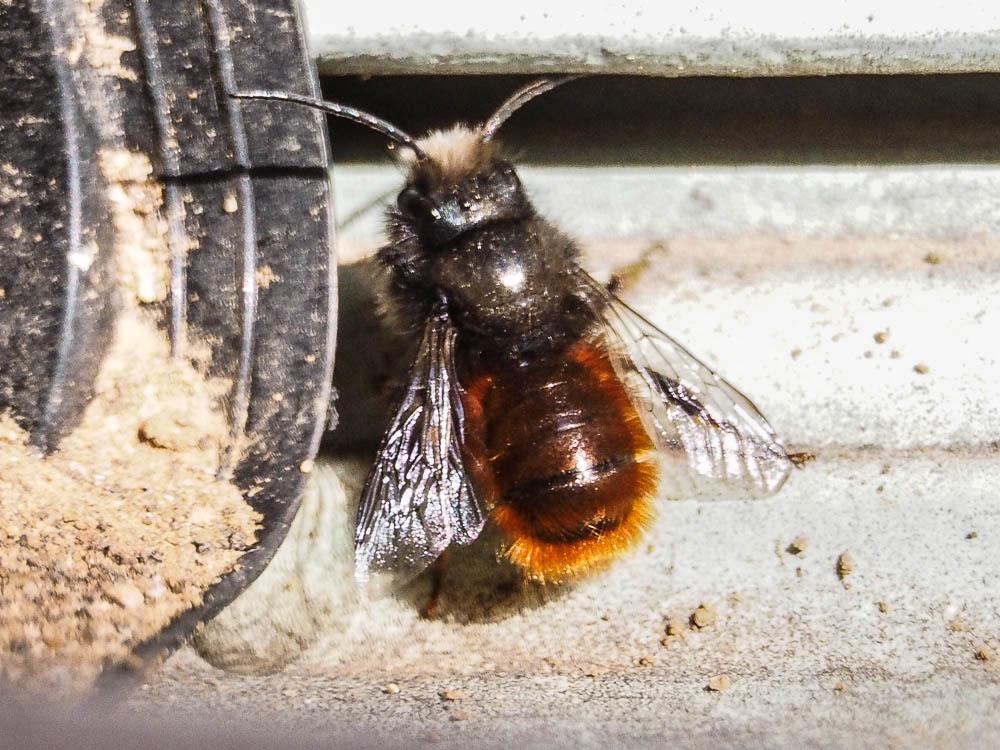 Osmia cornuta (Latreille, 1805)