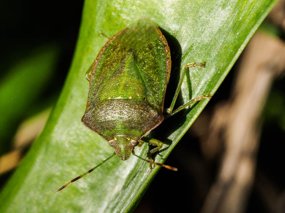 Punaise verte ponctuée Nezara viridula (Linnaeus, 1758)
