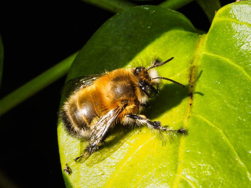 Anthophore commune, Anthophore plumeuse, Anthophor Anthophora plumipes (Pallas, 1772)