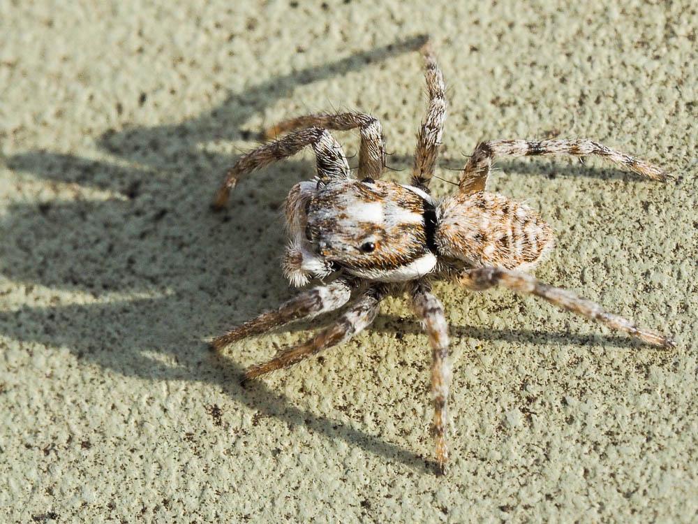  Menemerus semilimbatus (Hahn, 1827)
