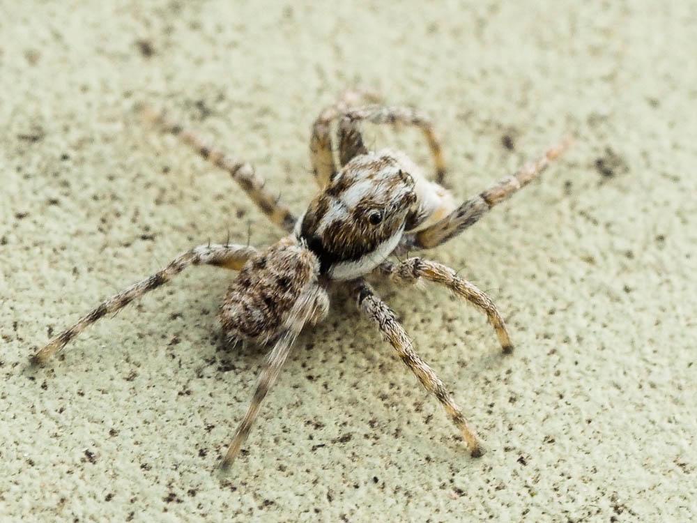 Menemerus semilimbatus (Hahn, 1827)
