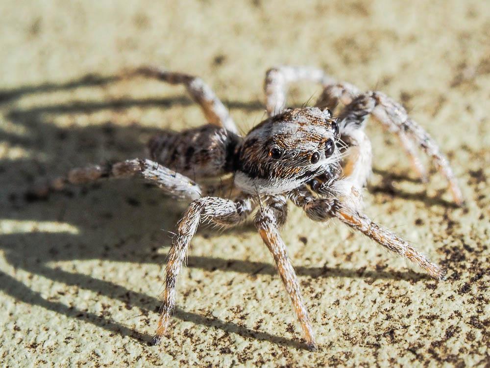 Menemerus semilimbatus (Hahn, 1827)