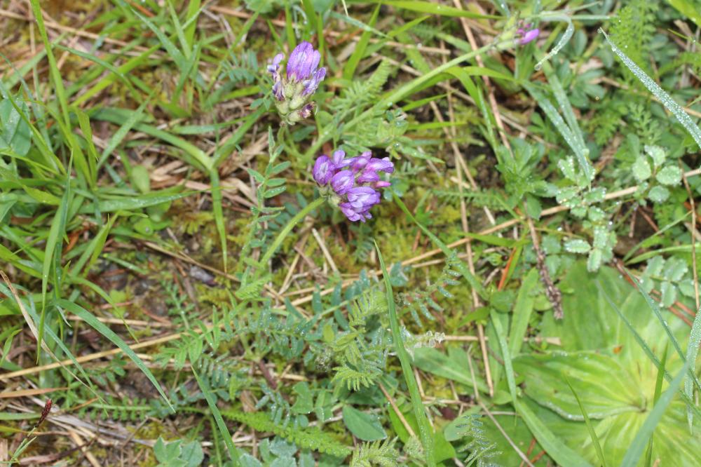 Astragale du Danemark Astragalus danicus Retz., 1783