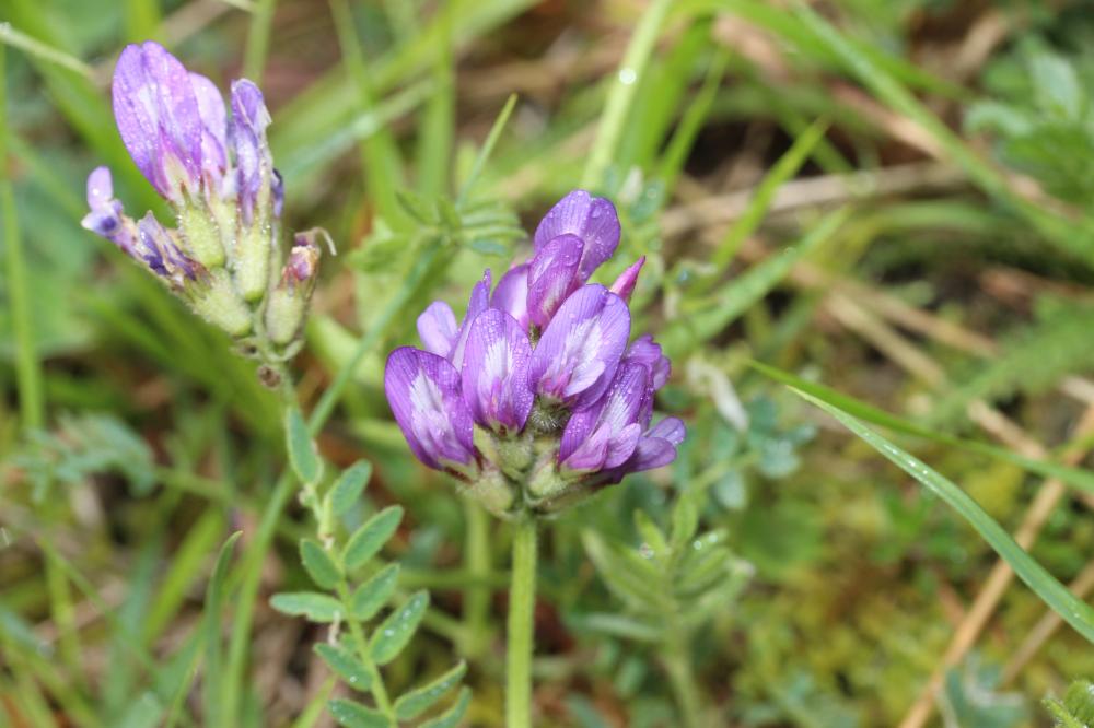 Astragale du Danemark Astragalus danicus Retz., 1783