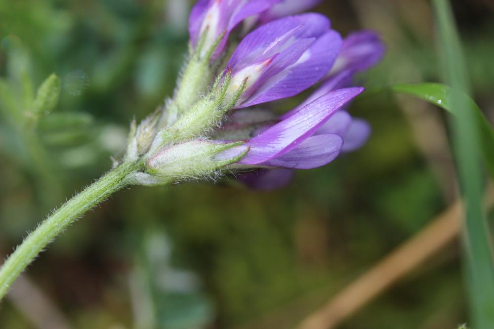 Astragale du Danemark Astragalus danicus Retz., 1783