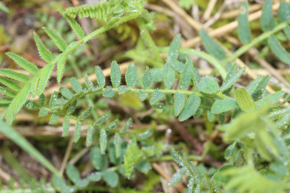 Astragale du Danemark Astragalus danicus Retz., 1783
