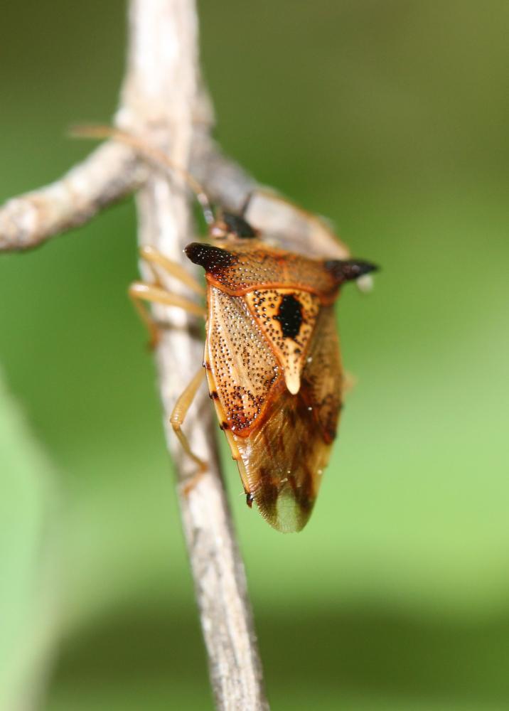  Elasmucha ferrugata (Fabricius, 1787)