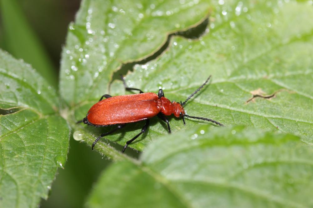 Cardinal à tête rouge Pyrochroa serraticornis (Scopoli, 1763)