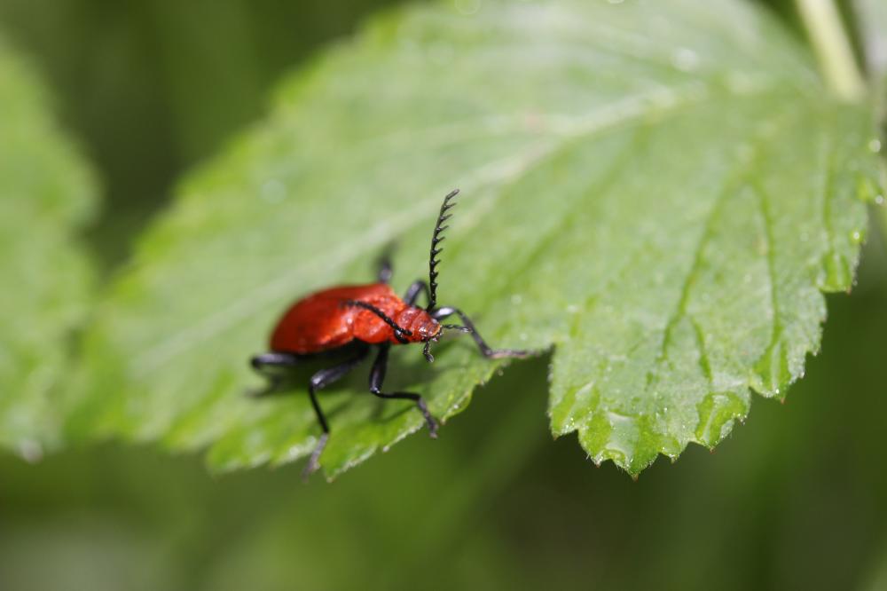 Cardinal à tête rouge Pyrochroa serraticornis (Scopoli, 1763)