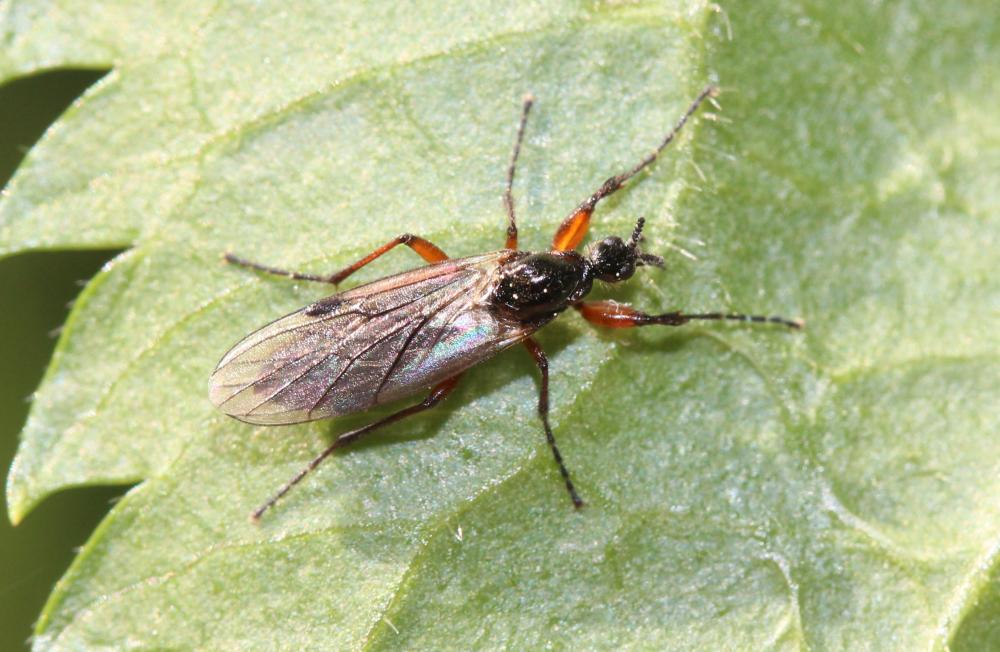  Bibio pomonae (Fabricius, 1775)