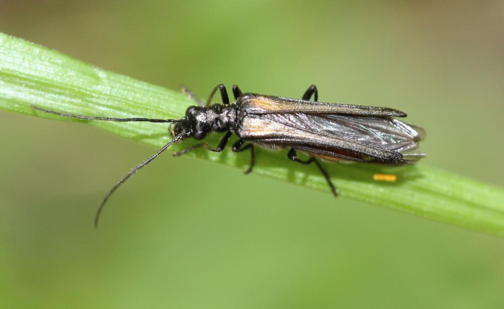 Oedemera pthysica (Scopoli, 1763)