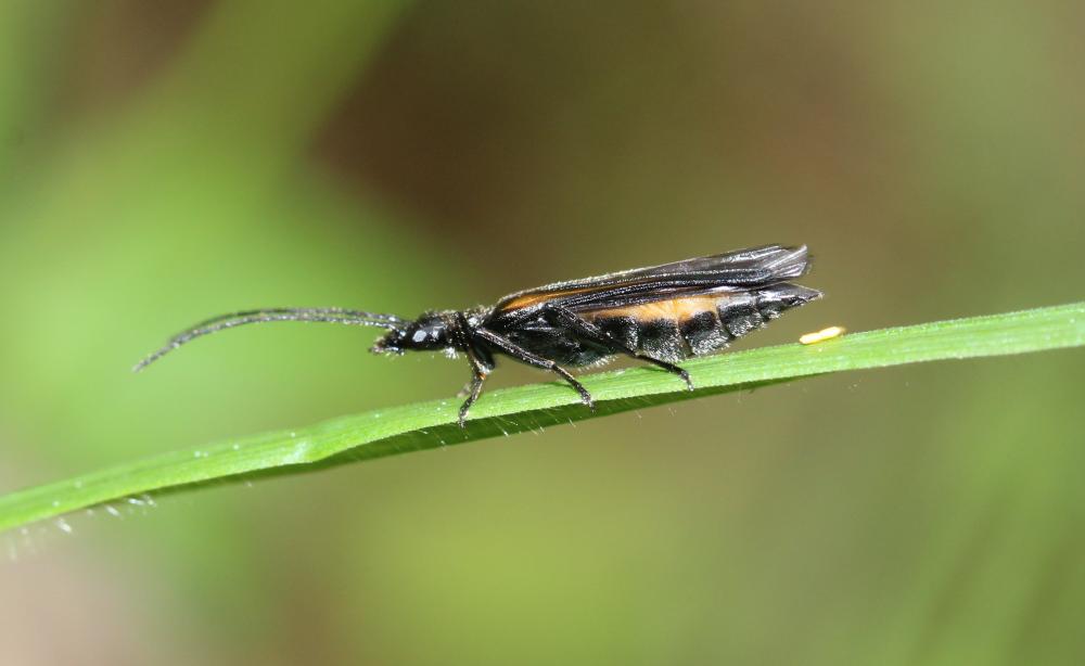  Oedemera pthysica (Scopoli, 1763)