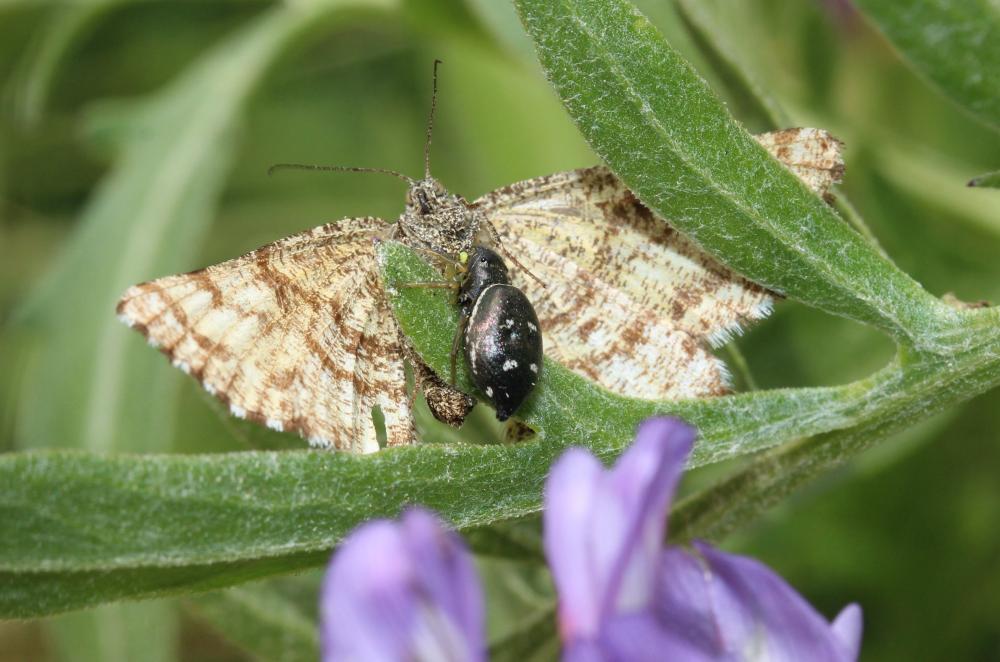 Saltique cuivré Heliophanus cupreus (Walckenaer, 1802)