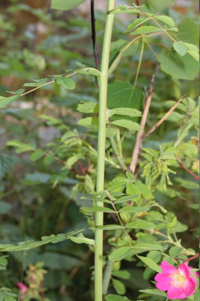 Rosier des Alpes Rosa pendulina L., 1753