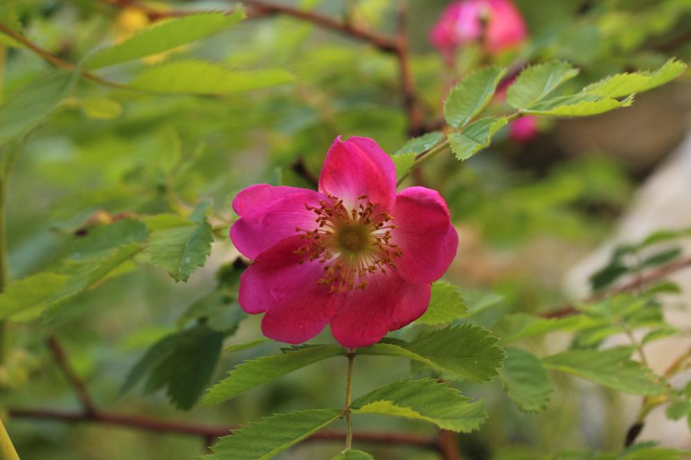 Rosier des Alpes Rosa pendulina L., 1753