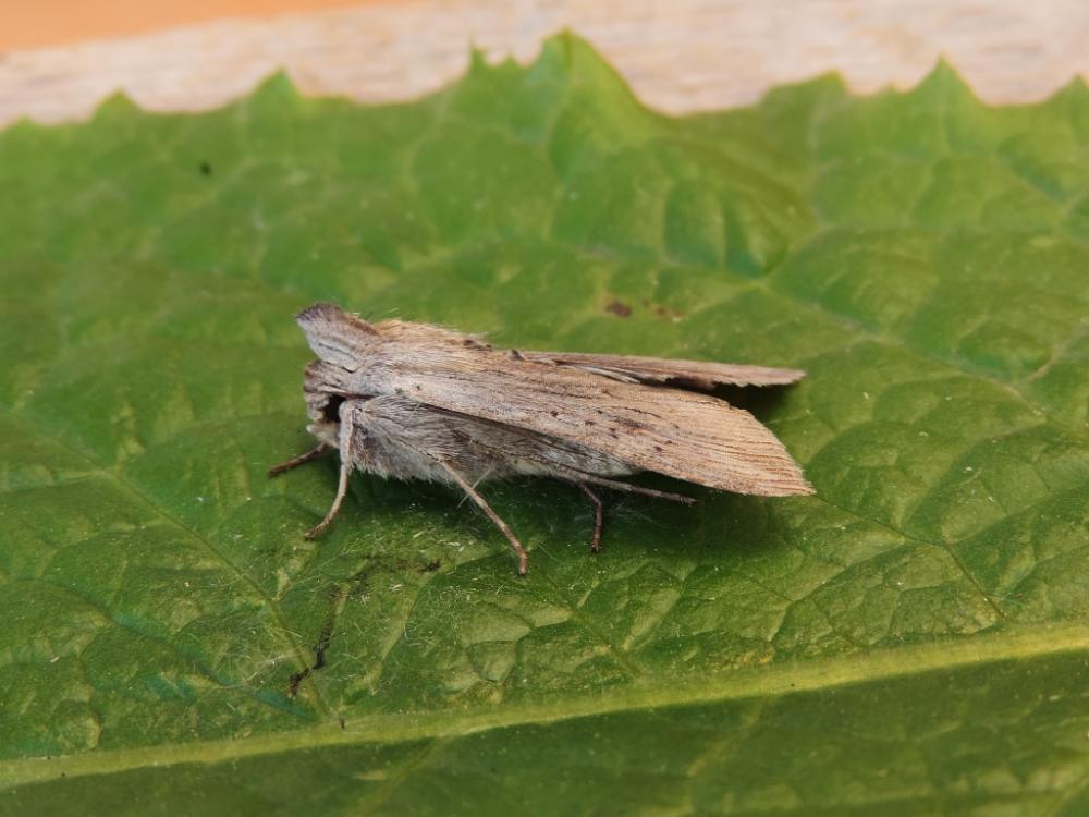 Cucullie de la Camomille (La) Cucullia chamomillae (Denis & Schiffermüller, 1775)