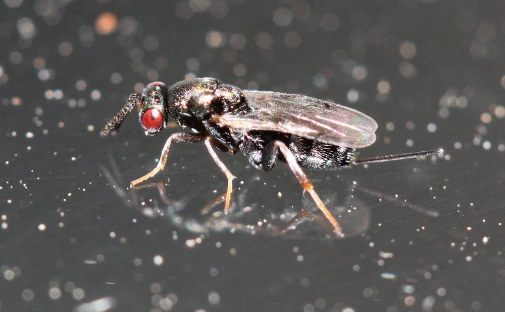 Monodontomerus Westwood, 1833