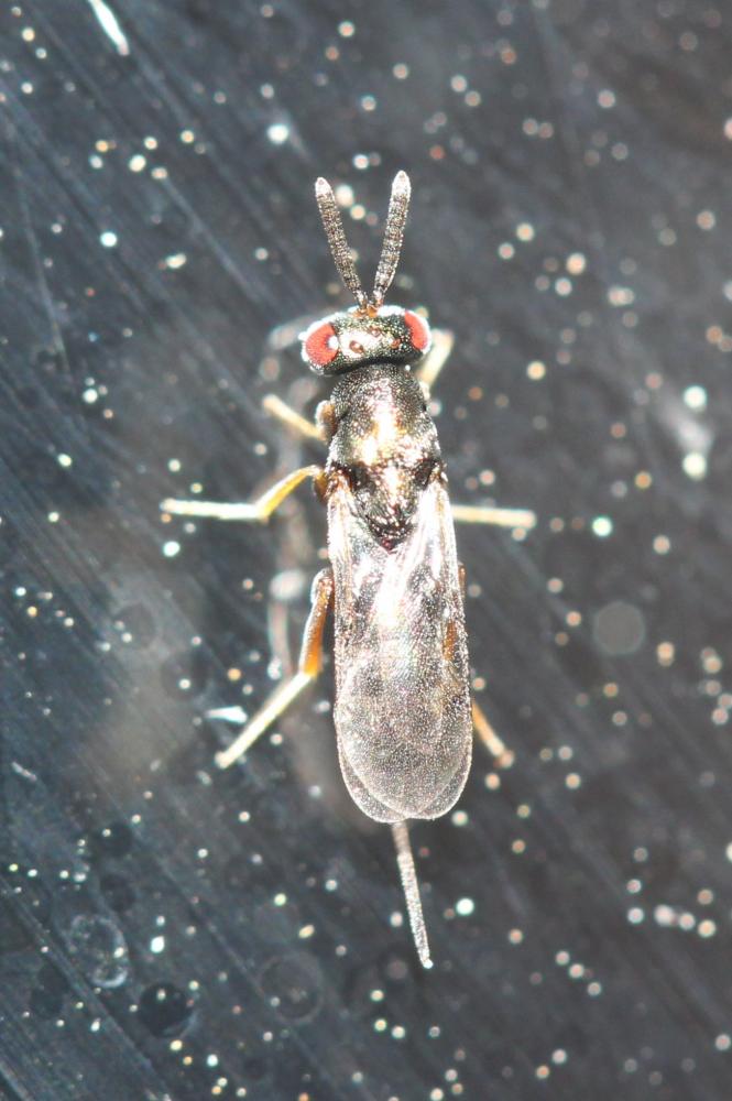 Monodontomerus Westwood, 1833