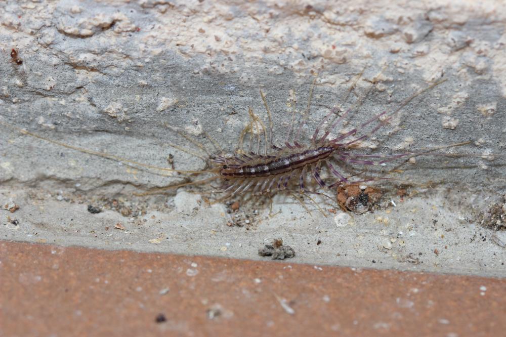 Scutigera coleoptrata (Linnaeus, 1758)