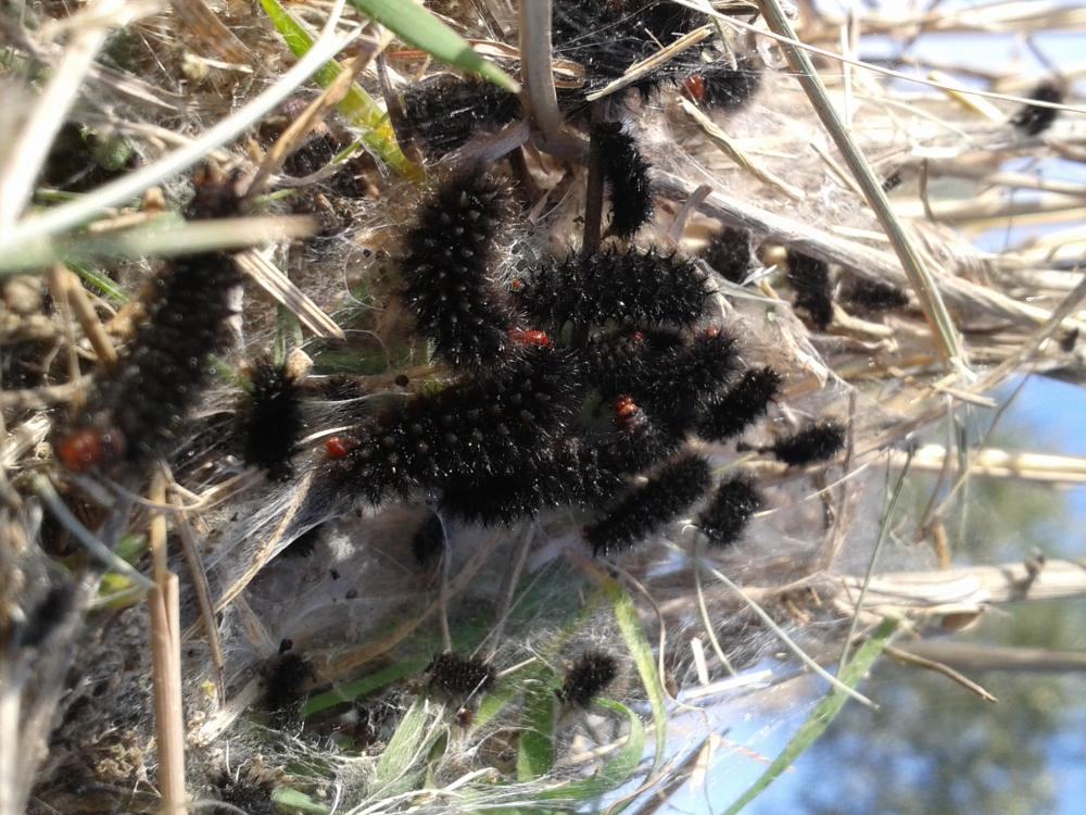 Mélitée du Plantain (La), Déesse à ceinturons (La) Melitaea cinxia (Linnaeus, 1758)