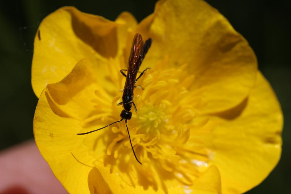 Le  sp. Calameuta Konow, 1896 sp.