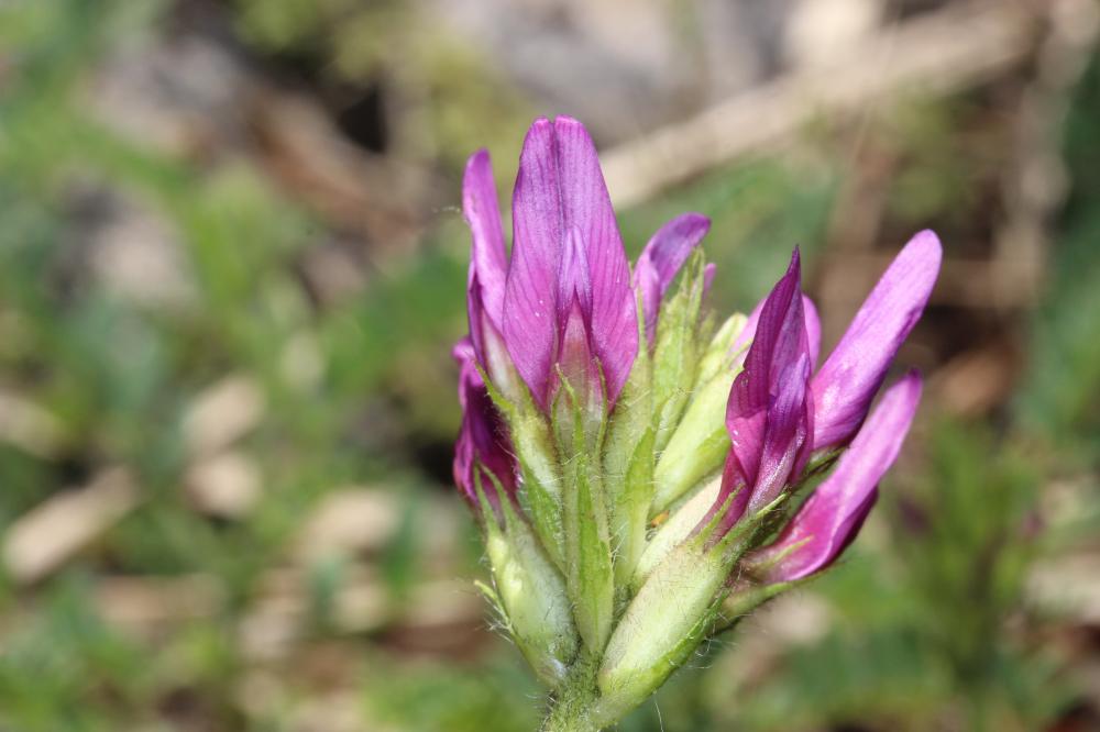 Astragale pourpre Astragalus hypoglottis L., 1771