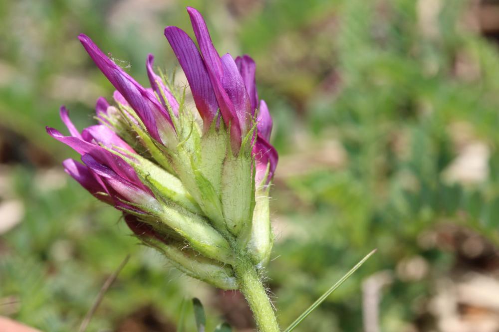 Astragale pourpre Astragalus hypoglottis L., 1771